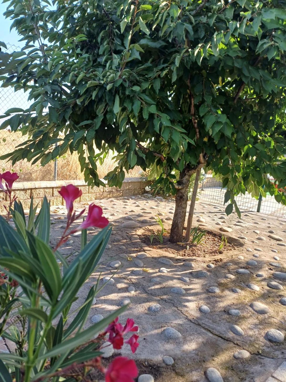 El Almendro Del Cura Villa Villarmayor  Екстериор снимка